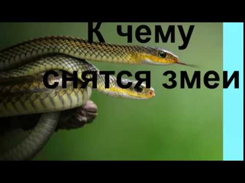 К Чему Снится Змея: Толкование, Символика и Значение Сновидений