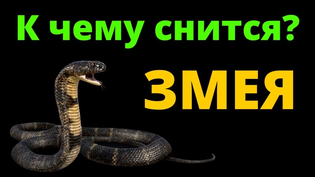 К Чему Снится Змея: Толкование, Символика и Значение Сновидений